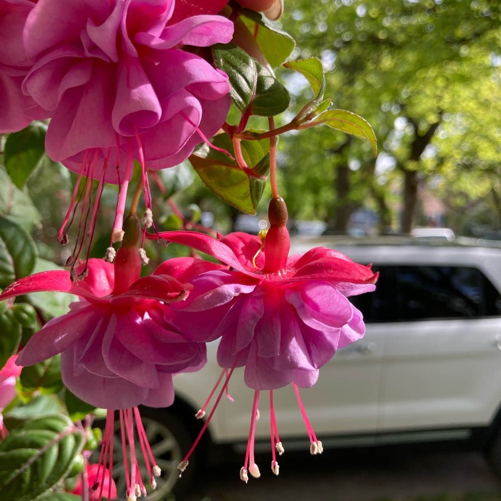 Meet your Posher, Tierra